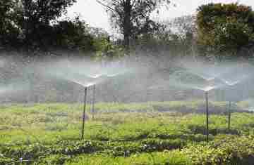 Frio e geadas exigem atenção no plantio de mudas, alerta Instituto Água e Terra